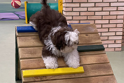 Pet Parque é atração para animais de estimação se divertirem de maneira  gratuita no Shopping Aricanduva